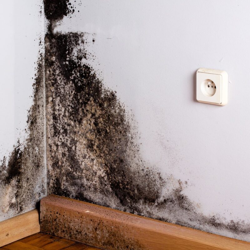 mold remediation services, mold removal company, restoration contractors