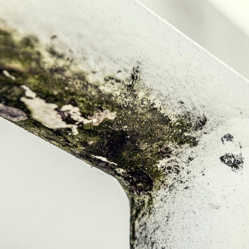 mold remediation companies near me
